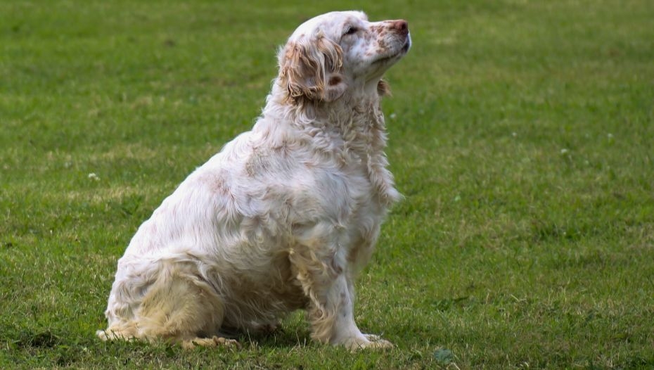 Cumberland sales spaniel puppies
